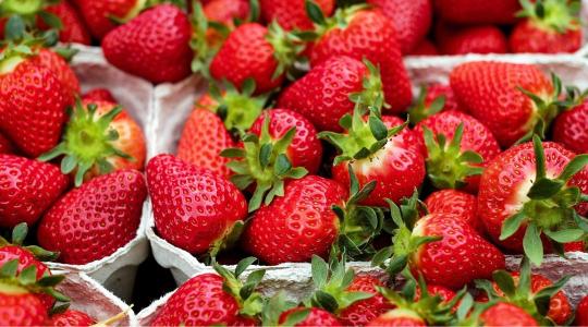 Szamócatermelés – az alkalmazkodás lett a siker kulcsa