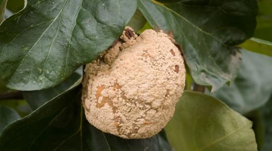 Birsalma barnulás? Ezt tedd, hogy ne veszítsd el a termést!