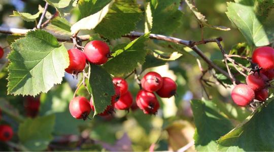 Több, mint díszítés – Mit adnak nekünk a cserjék?