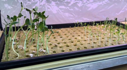 Ahol a diákok saját maguknak termesztik az ebédet – talaj nélkül