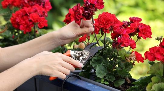 Ha így telelteted, jövőre gyönyörű lesz a muskátli!