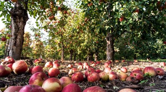 Nem éri meg betakarítani a termést, megnyitották a földeket