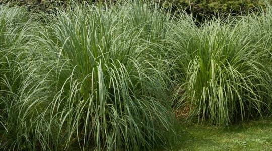 Vigyázz! Végzetes hiba, ha ezt teszed ősszel a pampafűvel!