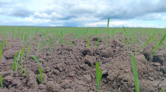 Növényvédelmi előrejelzés: Őszies fordulat a földeken – a csapadék segít, de új veszélyek is megjelentek!