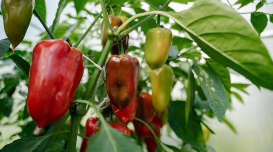 Átteleltetnéd a paprikát, de nem tudod, hogyan kezdj hozzá?