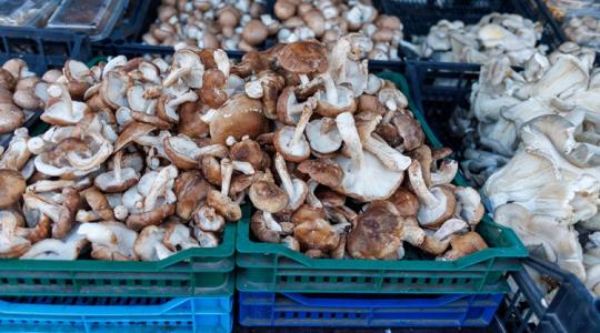 Nagyon kell most keresni az erdők kincsét, de nem reménytelen