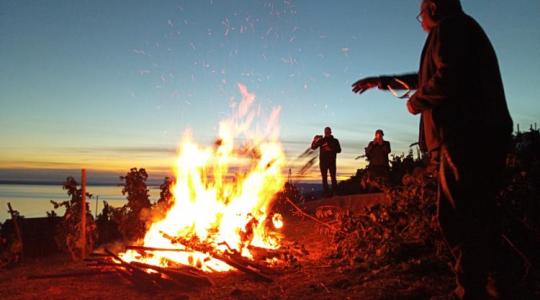 Fájdalmas látvány: már égetik a szőlőtőkéket Badacsonyban