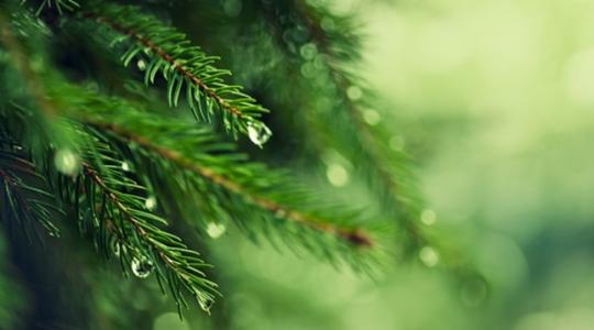 Döbbenetes felfedezés: aranyat termelhetnek a fenyők?!