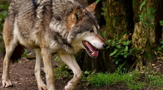 Szürke farkas Magyarországon – élőhely, táplálkozás, érdekességek