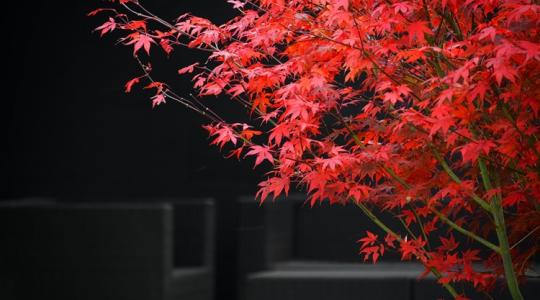 Japán juhar, vérbükk, aranyeső – a legszebb őszi fák