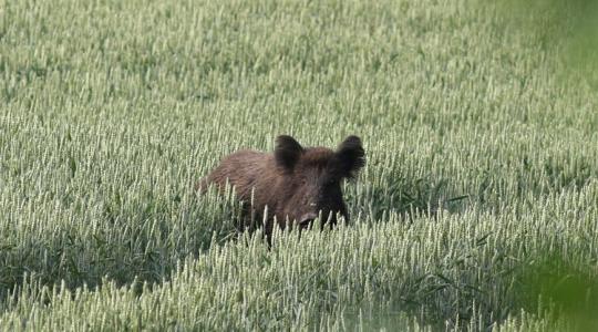 Őszi vadkárok: így védd meg a földed a vaddisznóktól