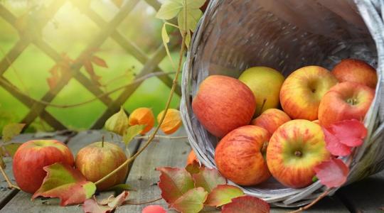 Vegyszer nélkül: hasznos tanácsok őszi betegségek ellen
