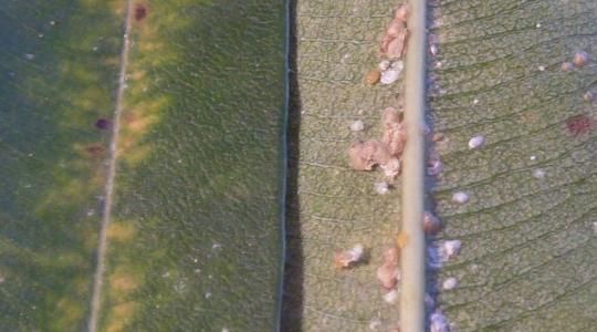 Atkák, levéltetvek a leanderen? Most kell elkezdeni a permetezést!