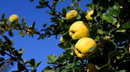 Őszi vitaminbomba a fáról: ezért fogyasszunk birsalmát