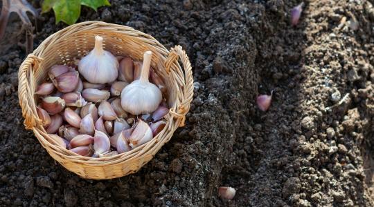Téli zöldségek vetése
