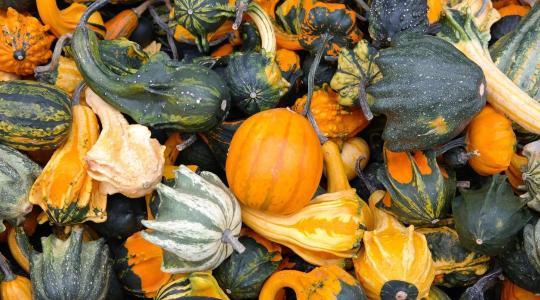 Őszi díszítő tökök: a természet formavilága otthonainkban
