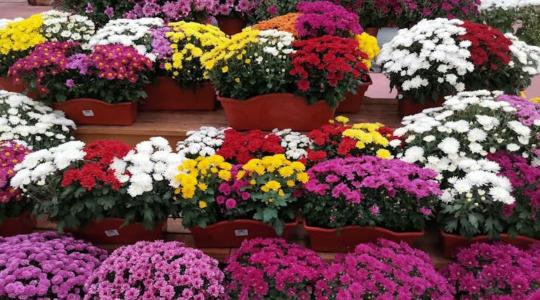 Különleges őszi virágok nyomában: krizantém, dália és fekete tulipán a kert ékszerei