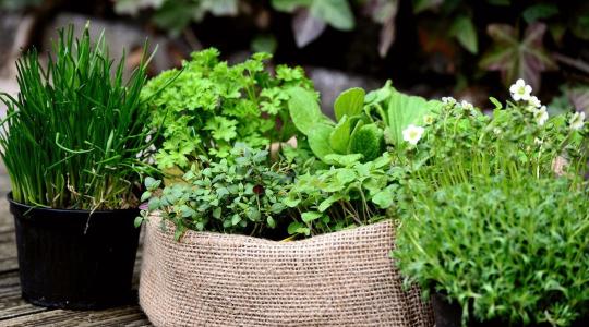 Ne feledkezzünk meg a házikerti cserepes gyógynövényekről sem!