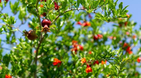Ha gyümölcsösben utazol, jó, ha ezt tudod: átalakulnak a dél-magyarországi kertek