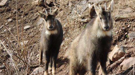 A ritka, védett állatokat is megeszik a nagy éhezés miatt