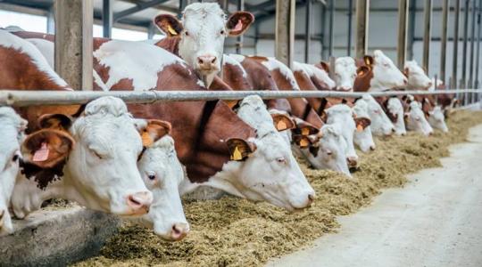 Az állattartásban most van itt a lehetőség, hogy a vállalkozások megalapozzák a következő 10 év sikerességét