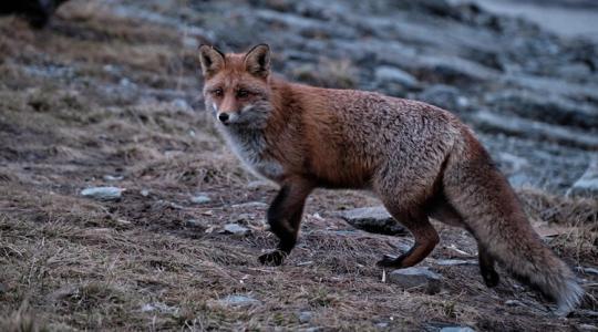 Állattartók, figyelem, veszett rókát találtak