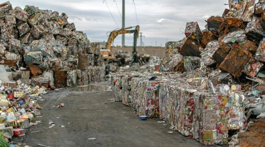 A szeméttelepen falatoznak, még a gumit és a műanyagot is lenyelik