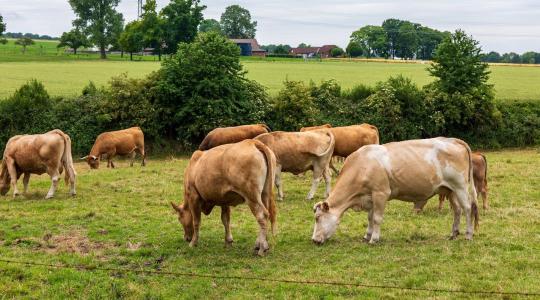 Kedvező változások a KAP ST ÖKO feltételeiben is!