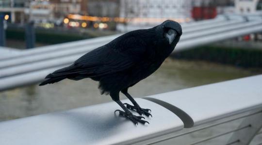 Zaklatnak a varjak? Tedd ezt!