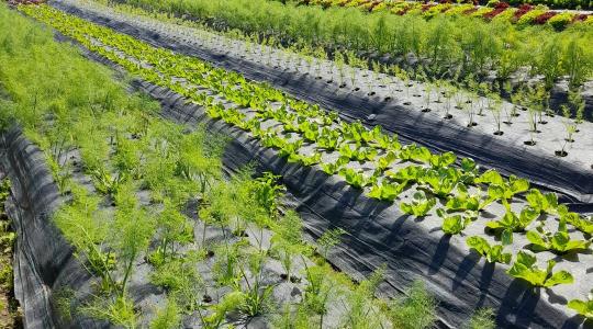 Kertészkedés másképp: nyereség, közösség és ökológiai szemlélet fél hektáron