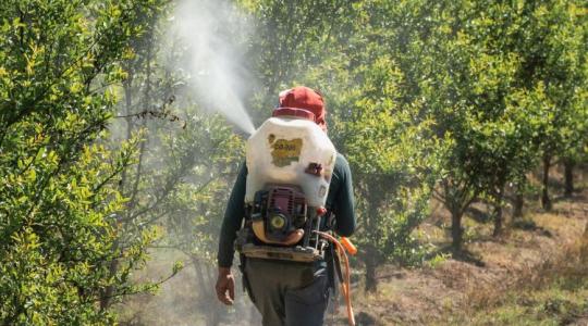 Fordulat a földeken – a gazdák ezt választják a kukorica helyett