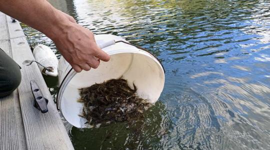 Elképesztően ritka halfajták ezrei lepték el ezeket a hazai vizeket