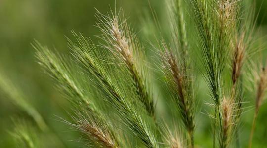 40 éve nem látott katasztrófa: padlóra küldte a gazdákat az időjárás