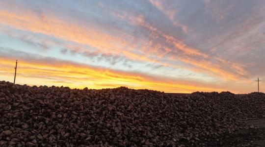 Mercosur: végképp bealkonyul a cukorrépa-termelőknek?