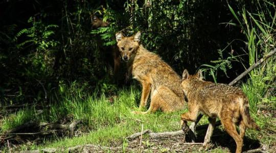 Mikotoxinok mindenhol? A természetes élőhelyek sincsenek biztonságban