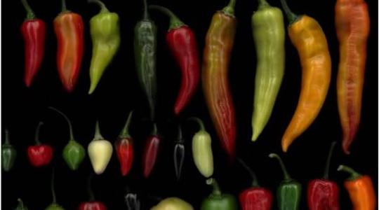 Ez a paprika annyira erős, hogy emberi fogyasztásra alkalmatlan