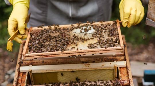 Járványveszély miatt zárlat alá került egy Pest vármegyei város