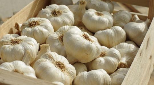 Esőzések akadályozzák a fokhagyma vetését, nő a bizonytalanság