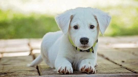 Nagyon vigyázz! Már kis mennyiségben is halálos veszély ez az őszi gyümölcs a kutyádnak!