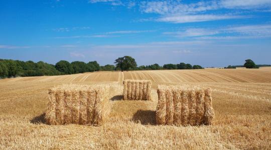 Nemzetközi sikerre is esélyes a szalmából készülő magyar szigetelőanyag