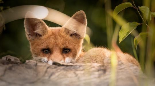 Rókák lepték el ezt az észak-magyarországi várost: mi áll a városi vadak megjelenése mögött?