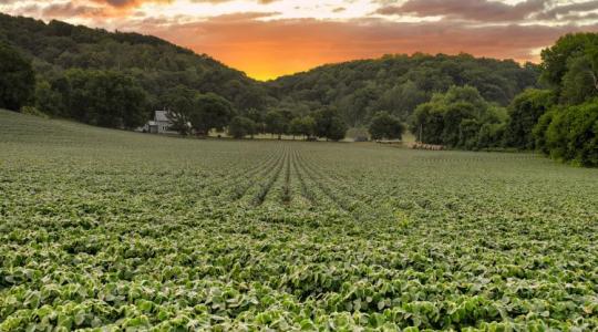 Fehérjeforrás vagy piaci zsákutca? Milyenek a szója kilátásai, ha magyar?
