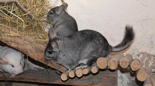 Nem kérnek többé a prémekből: Lengyelország leállítja az iparágat