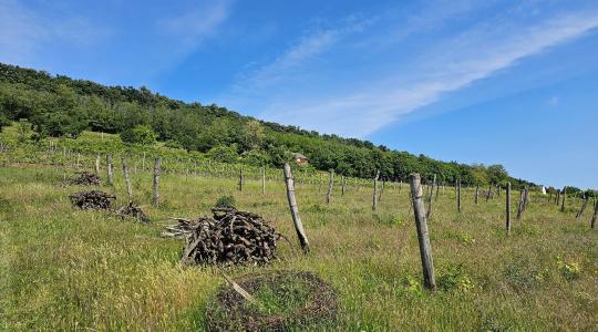 Szőlőbetegség a kertkapuban: a fitoplazma házikertből is továbbterjedhet