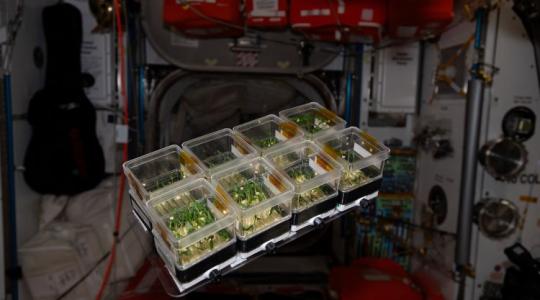 Ismét nagyot dobtunk: minden része ehető a magyar űrpaprikának