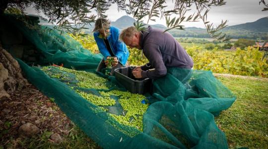 A Balaton új arca: olajfák és borok a Szent György-hegyen