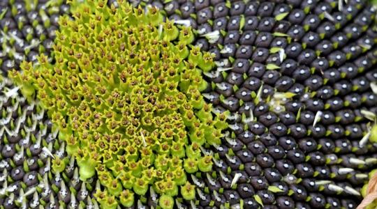 Friss árak: felültek az októberi hullámvasútra az ipari növények