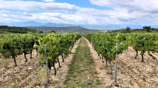 Hát ez hihetetlen: a szódabikarbóna mostantól hivatalosan növényvédő szer