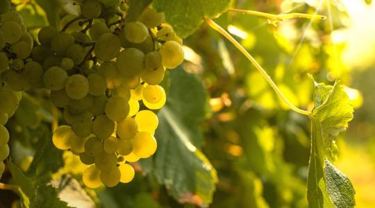 Együtt a szőlőért – soha nem látott összefogás a borvidékeken