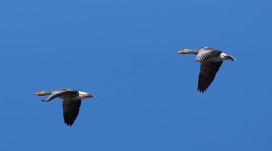 Tapossák, rágják, gyökerestől tépik: így pusztítják a vadludak az őszi vetéseket